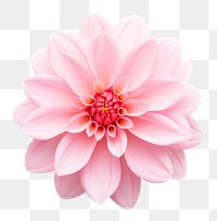 PNG Pink flower dahlia plant white background.
