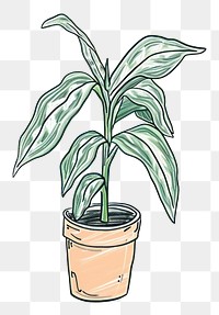 PNG Dumb Cane plant houseplant leaf flowerpot.