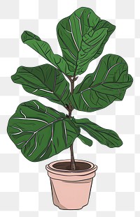PNG Fiddle-Leaf Fig plant leaf houseplant annonaceae.