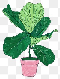 PNG Fiddle-Leaf Fig plant leaf houseplant vegetable.