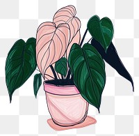 PNG Philodendron Pink Princess plant houseplant drawing sketch.