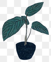 PNG Philodendron plant houseplant leaf flowerpot.