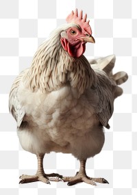 PNG White female chicken poultry animal bird.