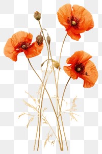 PNG Real Pressed a California Poppys flower poppy plant.