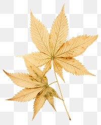 PNG Real Pressed a cannabis leafs plant paper tree.