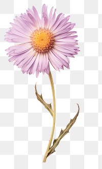 PNG Real Pressed a aster flower petal plant.