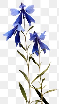 PNG Real Pressed a blue Lobelias flower petal plant.