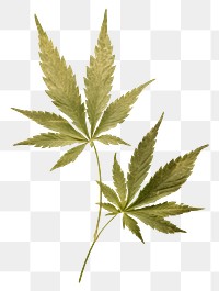 PNG Real Pressed a green cannabis leafs herbs plant paper.