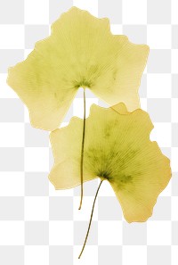 PNG Real Pressed a green Ginkgo Leafs leaf flower plant.