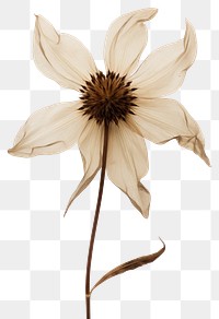 PNG Real Pressed a flannel flower petal plant asteraceae.