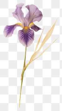 PNG Real Pressed a japanese iris flower petal plant.