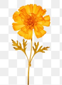 PNG Real Pressed a marigold flower petal plant.