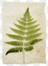 PNG Real Pressed a mini green fern leafs plant herb pattern.