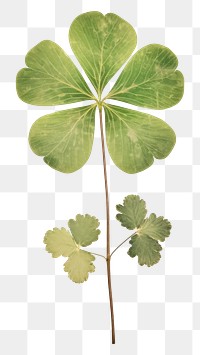 PNG Real Pressed a Shamrock leaf plant herbs drawing.