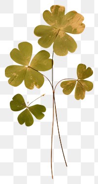 PNG Real Pressed a Shamrock leafs plant calligraphy creativity.
