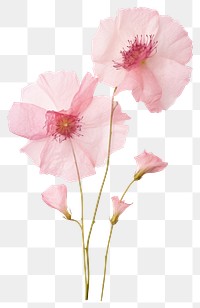 PNG Real Pressed a pink Eustomas flower rose blossom.