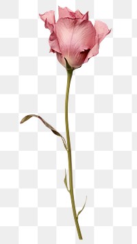 PNG Real Pressed a pink Eustomas flower rose petal.