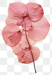 PNG Real Pressed a pink hydrangea flower plant petal.