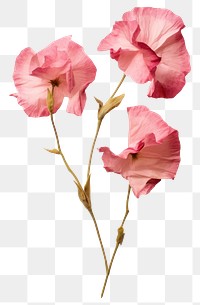 PNG Real Pressed a pink Eustomas flower rose gladiolus.