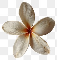 PNG Real Pressed a plumerias flower textured petal.