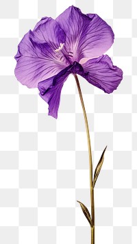 PNG Real Pressed a purple Eustomas flower petal plant.