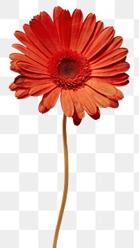 PNG Real Pressed a red gerberas flower petal daisy.
