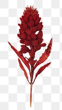 PNG Real Pressed a red cockscomb flower plant leaf.