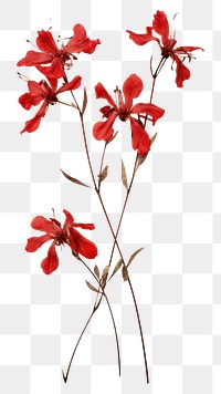 PNG Real Pressed a red Lobelias flower petal plant.