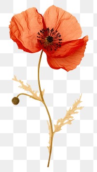 PNG Real Pressed a red poppy flower plant inflorescence.