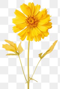 PNG Real Pressed a yellow zinniaes flower sunflower petal.