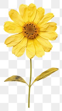 PNG Real Pressed a yellow zinnia flower sunflower petal.