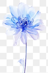 PNG  Blue flower dahlia petal plant.