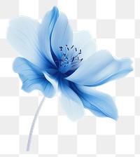 PNG  Blue flower blossom petal plant.