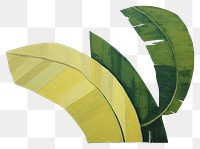 PNG Banana leaf art plant backgrounds.