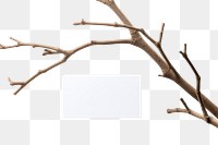 PNG Business card on a branch simplicity plant white.