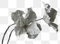 PNG  Dried flowers petal plant white.
