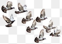 PNG  Flying birds formation of pigeons many animal white white background.