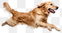 PNG  Happy Golden Retriever jumping retriever mammal animal.