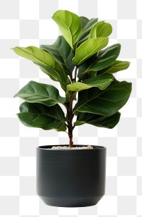 PNG  Potted plant Fiddle Fig leaf tree houseplant.
