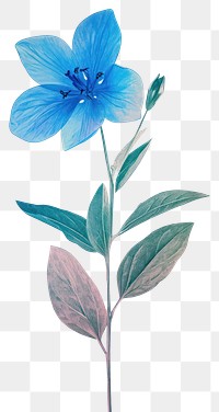 PNG Blue flower drawing sketch petal.