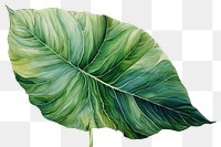 PNG Green tropical leaves leaf nature plant.