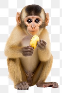 PNG Monkey eating banana wildlife animal mammal.