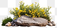 PNG Garden flower plant rock. AI generated Image by rawpixel.