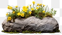PNG Garden flower plant rock