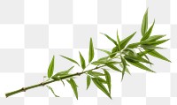PNG Bamboo plant leaf white background freshness.