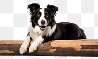 PNG Border Collie Dog dog mammal animal. AI generated Image by rawpixel.