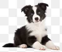 PNG Border Collie pup mammal animal collie. 