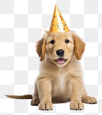 PNG Puppy wearing party hat celebration mammal animal.