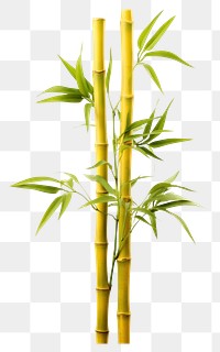 PNG Two bamboo plant yellow white background freshness.