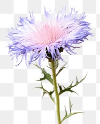 PNG Wild flower thistle blossom plant.